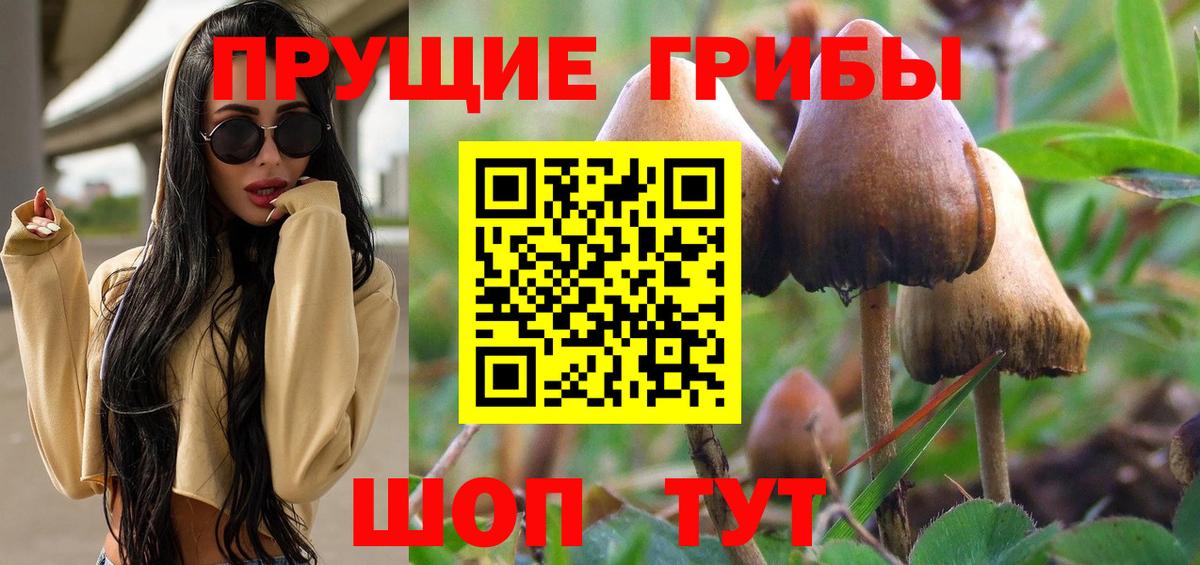 Галлюциногенные грибы Psilocybe Казань